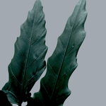 Alocasia Lauterbachiana L – Large, Approx. 80.0cm height – 19.0cm Pot Default Title 1