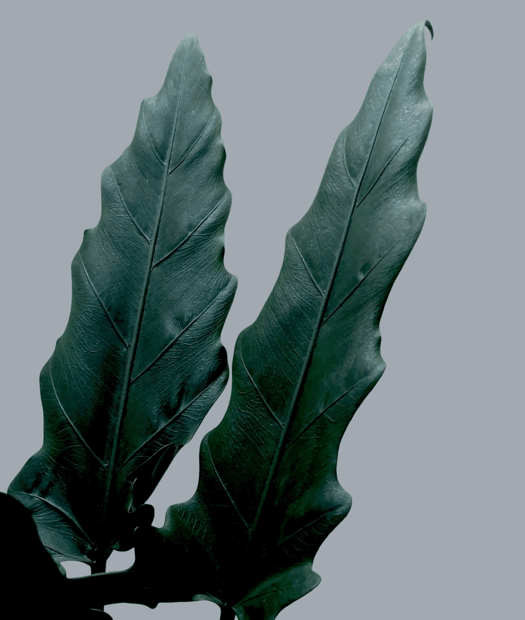 Alocasia Lauterbachiana L – Large, Approx. 80.0cm height – 19.0cm Pot Default Title 1