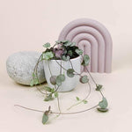 Healthy Ceropegia Woodii (String Of Hearts) Baby by Plant Circle – Baby, Approx. 10.0cm height by Plant Circle – 6.0cm Pot. A perfect ceropegia woodii (string of hearts) baby by plant circle – baby, approx. 10.0cm height by plant circle – 6.0cm pot for your indoor houseplant collection.