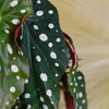 Begonia Maculata Wightii (Polka Dot Begonia) M