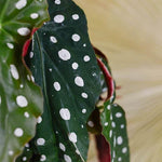 Begonia Maculata Wightii (Polka Dot Begonia) M