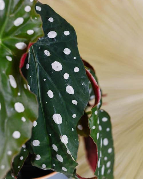 polka dot begonia moss pole Begonia maculata 'Polka dot' Medium