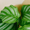 Goeppertia (Calathea) Orbifolia XL