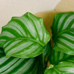 Goeppertia (Calathea) Orbifolia XL