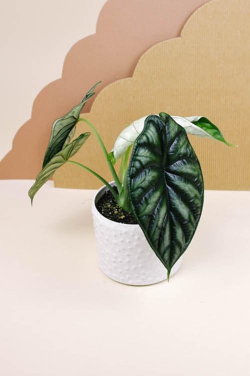 Alocasia 'Dragon Scale' – Medium, Approx. 25.0cm height – 12.0cm Pot Default Title 1