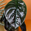 Alocasia Cuprea 'Red Secret' – Medium, Approx. 30.0cm height – 12.0cm Pot Default Title 1
