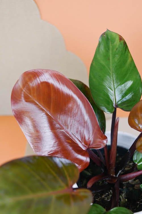 mccolley finale philodendron Philodendron 'McColley's Finale' Medium