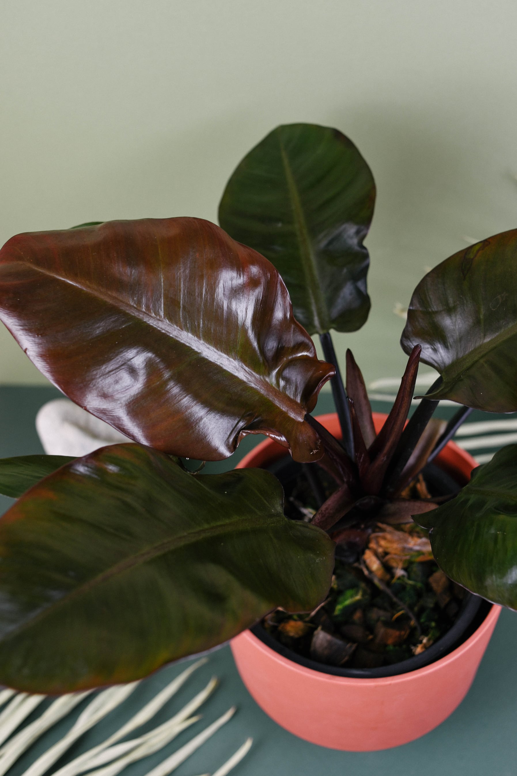 philodendron black cardinal caramel Philodendron 'Black Cardinal' Medium