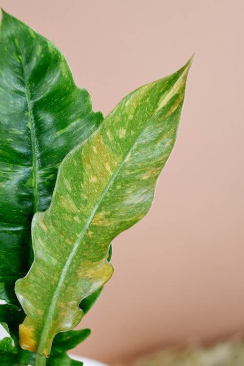 philodendron ring of fire variegata Philodendron 'Ring of Fire' Baby