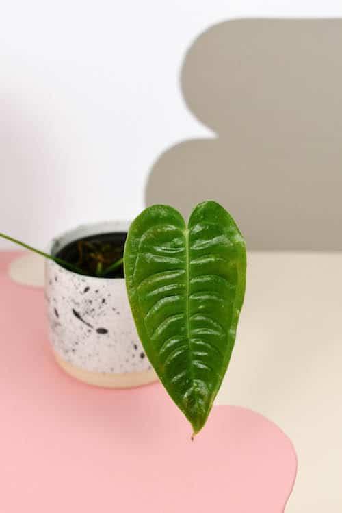 anthurium child ate Anthurium Veitchii Baby: Unique Textured Foliage