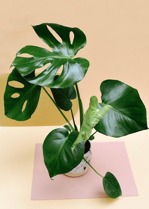 Healthy Monstera Deliciosa  Large. A perfect monstera deliciosa  large for your indoor houseplant collection.