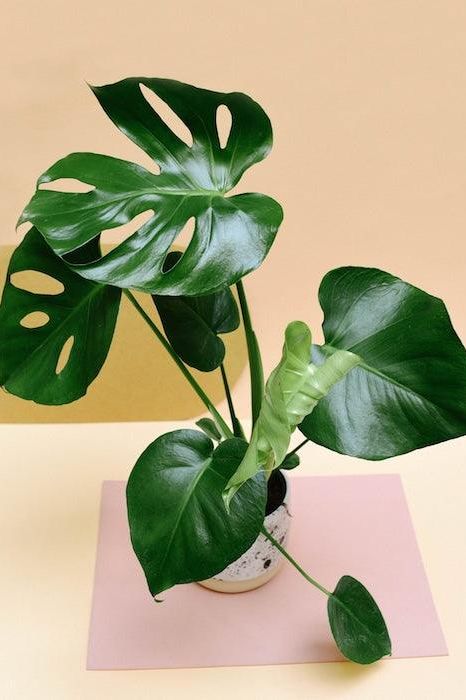 healthy monstera deliciosa Monstera Deliciosa Large