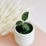 Healthy Macodes Petola Baby. A perfect macodes petola baby for your indoor houseplant collection.