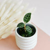 Macodes Petola – Baby, Approx. 8.0cm height – 6.0cm Ptot