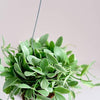 Dischidia Oiantha 'White Diamond' – Small, Approx. 18.0cm height – 10.5cm Pot Default Title 1