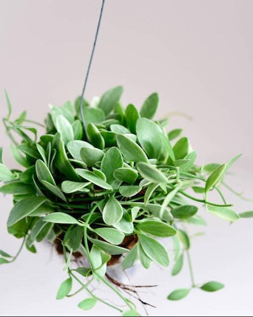 Dischidia oiantha 'Variegata' Medium