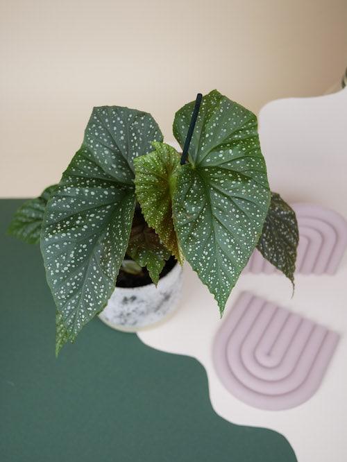 "Beautiful Begonia corallina 'Wings'. A perfect begonia for your indoor houseplant collection."