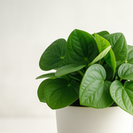 peperomia rane verde