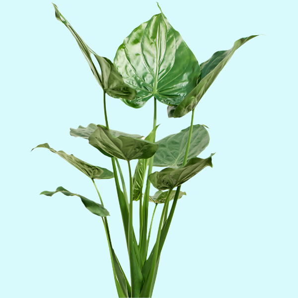 philodendron cucullata Alocasia Cucullata: Buddha's Hand Plant for Your Home