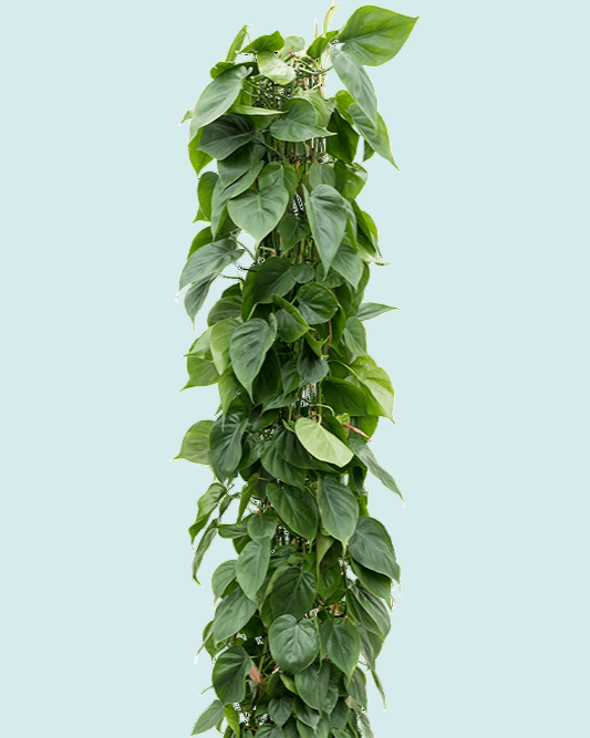 philodendron hederaceum vs scandens Philodendron hederaceum var. oxycardium (Philodendron scandens) XL Mos