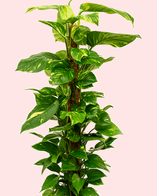 pothos tower Epipremnum aureum XL Moss Pole Tower