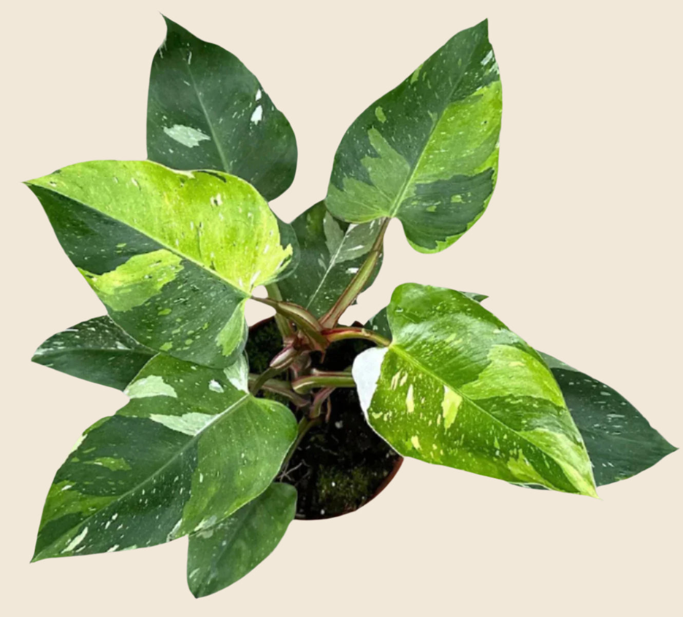 Philodendron 'Fresh Aurea' ('White Princess Aurea Tricolor') Large -  Geen.