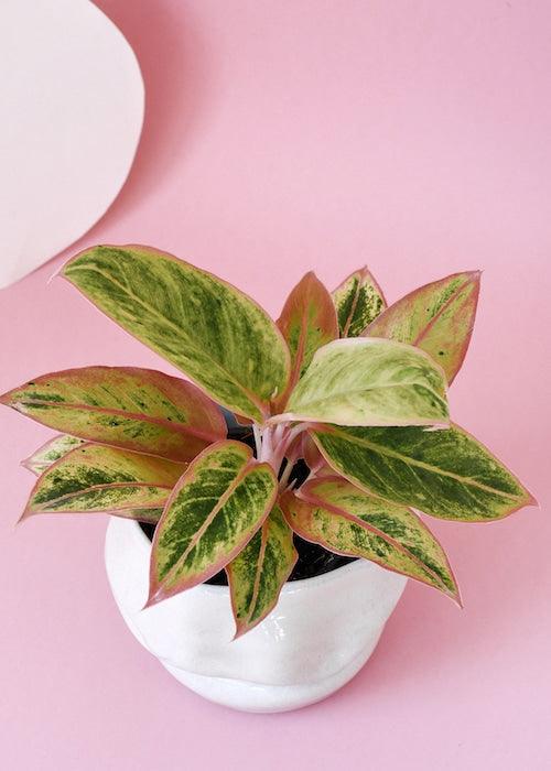 Aglaonema Salmon Fantasy – Medium, Approx. 30.0cm height – 12.0cm Pot Default Title 1