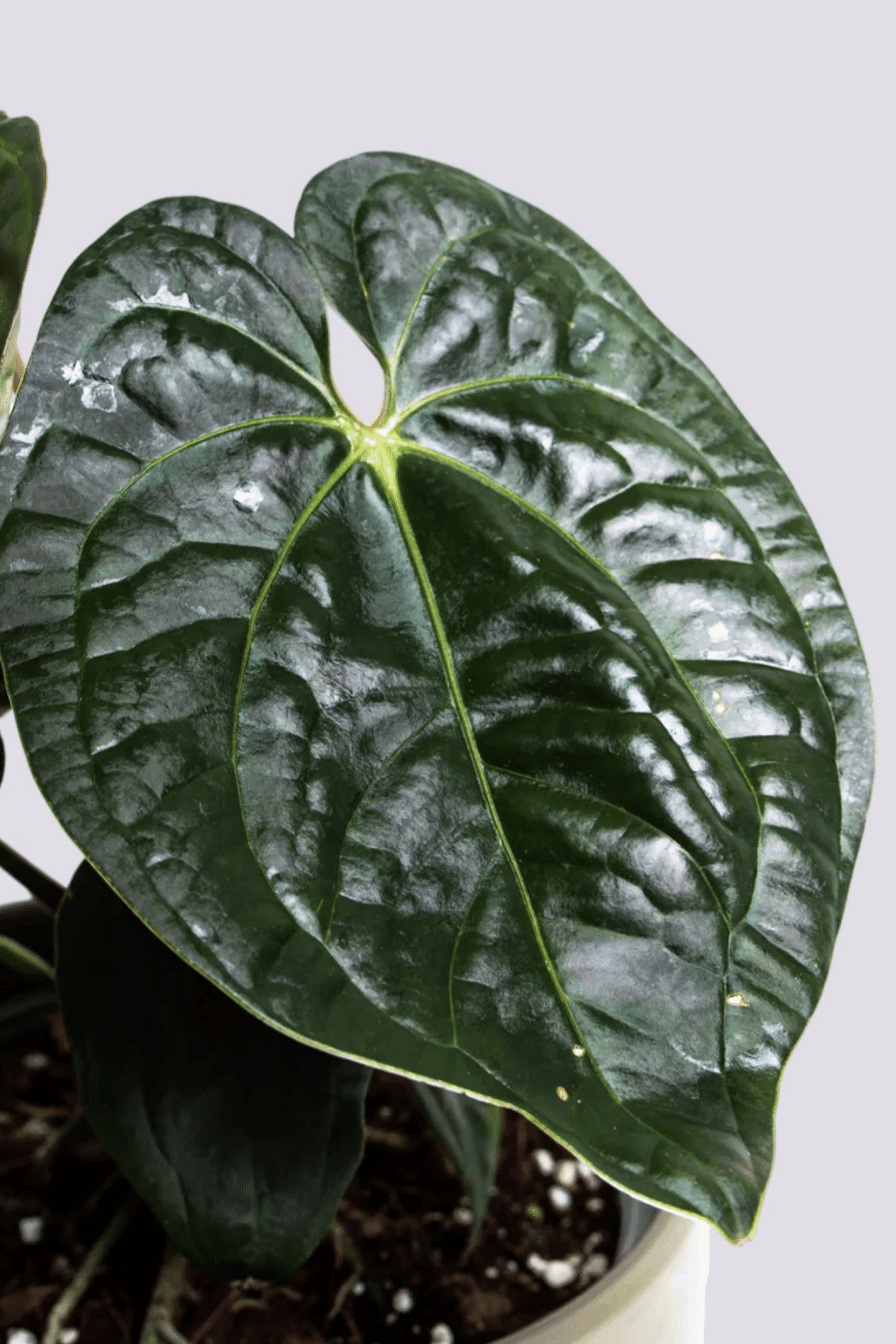 anthurium regale light Anthurium Regale X Luxurians by Plant Circle – Small, Approx. 15.0cm h