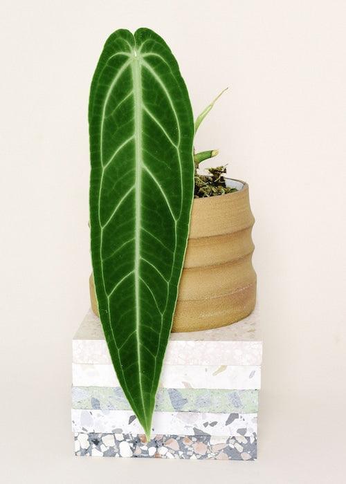 Anthurium Warocqueanum (Queen Anthurium) M – Medium, Approx. 45.0cm height – 12.0cm Pot Default Title 1