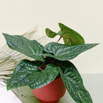 Anthurium Luxurians x Radicans Medium -  Geen.