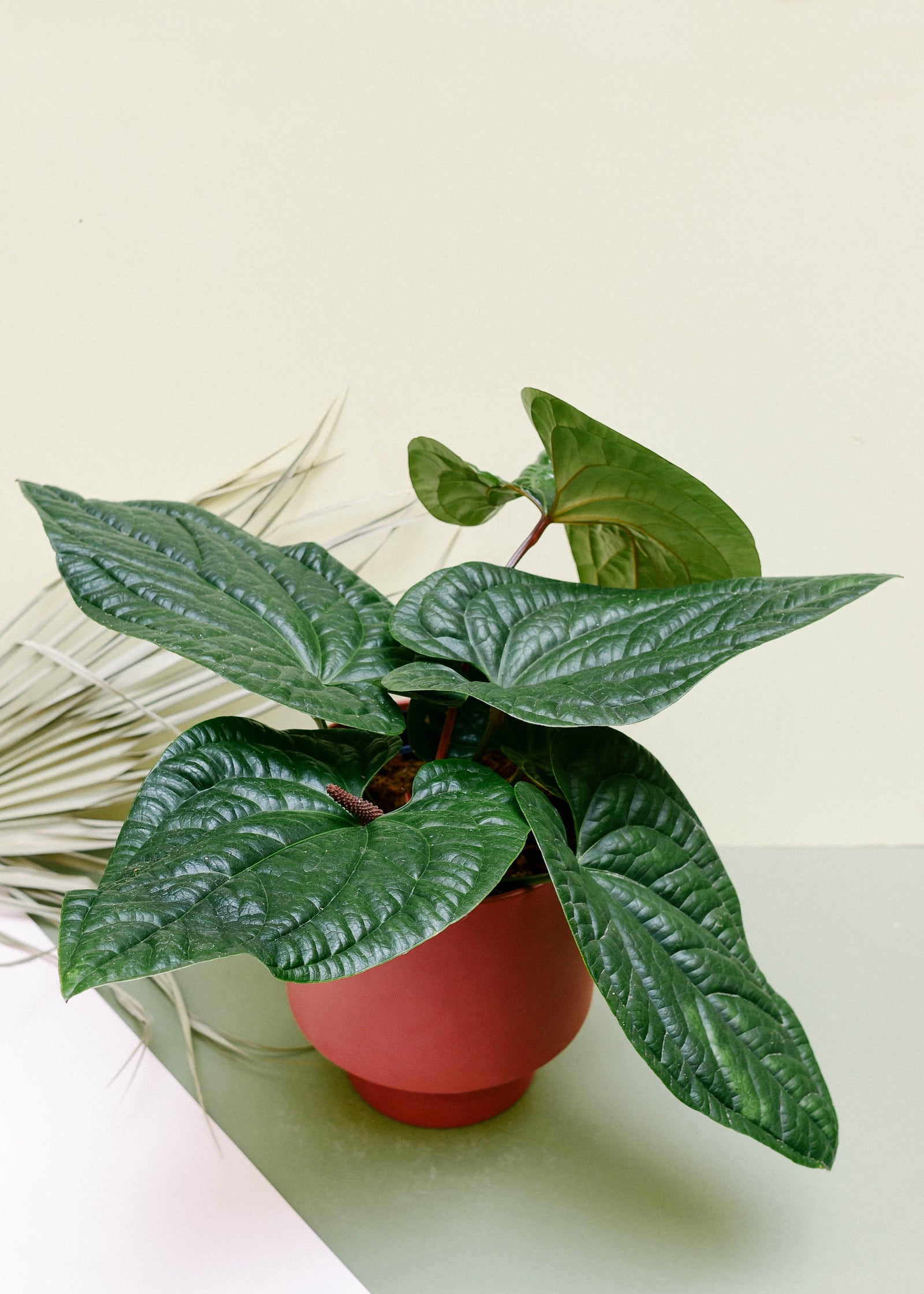 Anthurium Luxurians x Radicans Medium -  Geen.