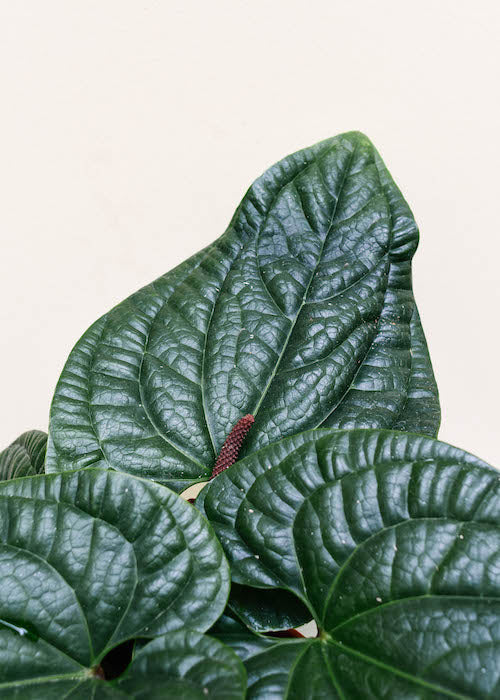 anthurium luxurians x radicans care Anthurium Radicans x Luxurians XL - Approx. 40.0cm height – 21.0cm Pot
