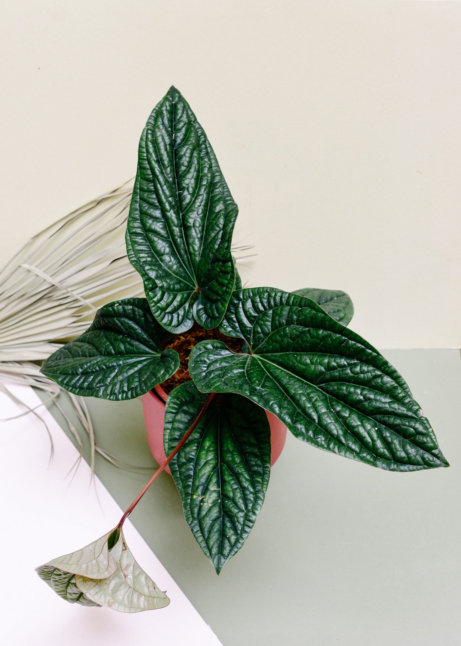 Anthurium Luxurians x Radicans Medium -  Geen.