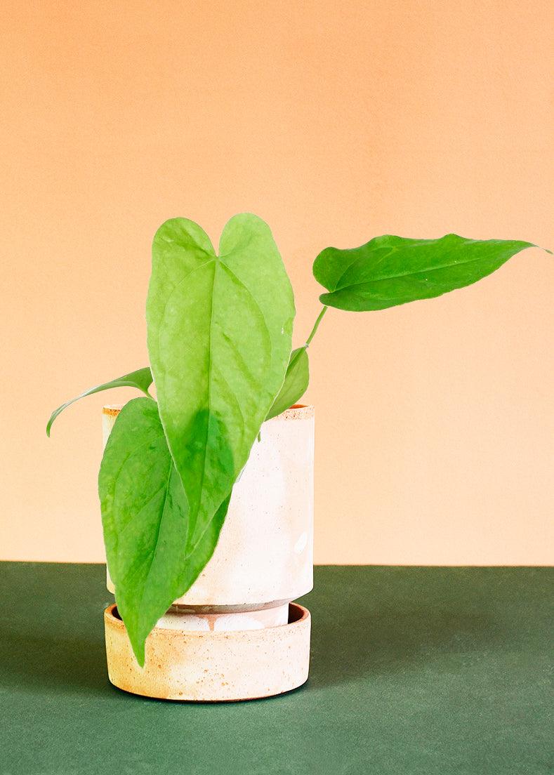 Anthurium Balaloanum Baby – Baby, Approx. 15.0cm height – 6.0cm Pot Default Title 1