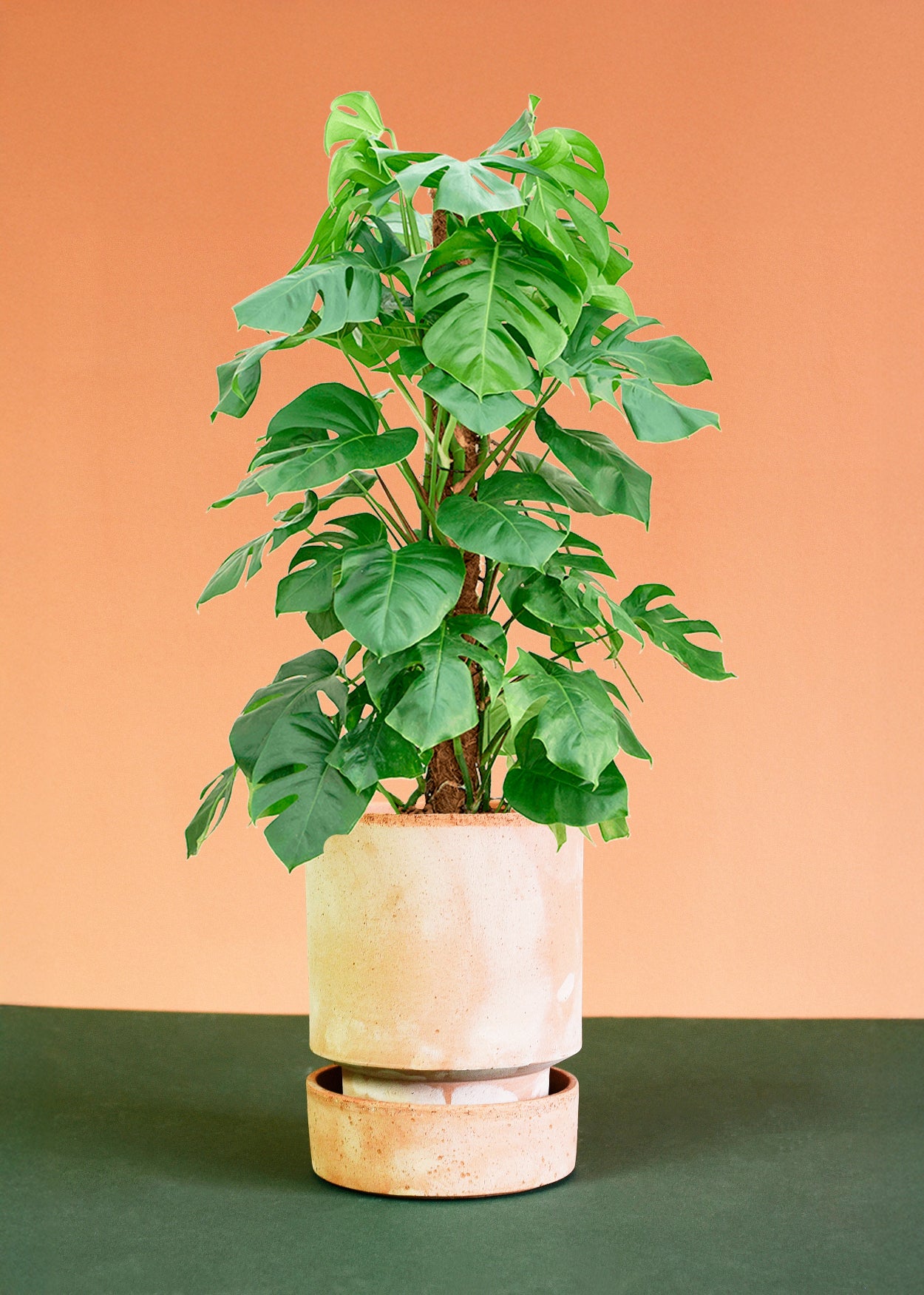Monstera Deliciosa XL (Moss Pole Mounted) -  Plant Circle.