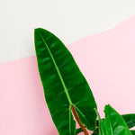 Healthy Philodendron Billietiae M. A perfect philodendron billietiae m for your indoor houseplant collection.