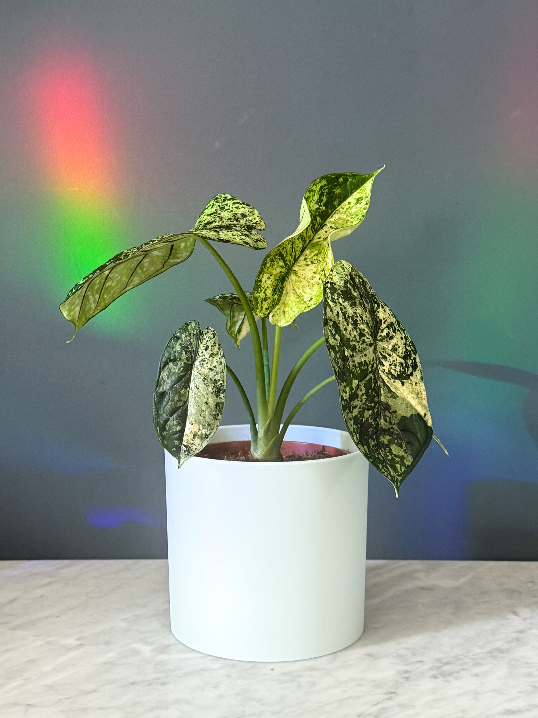 Alocasia baginda 'Dragon scale' Mint Variegata Medium -  Plant Circle.