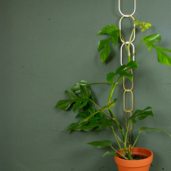climbing support for monstera Modular Brass Plant Support Gold (190 cm length)