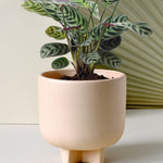 Healthy Ctenanthe peacock