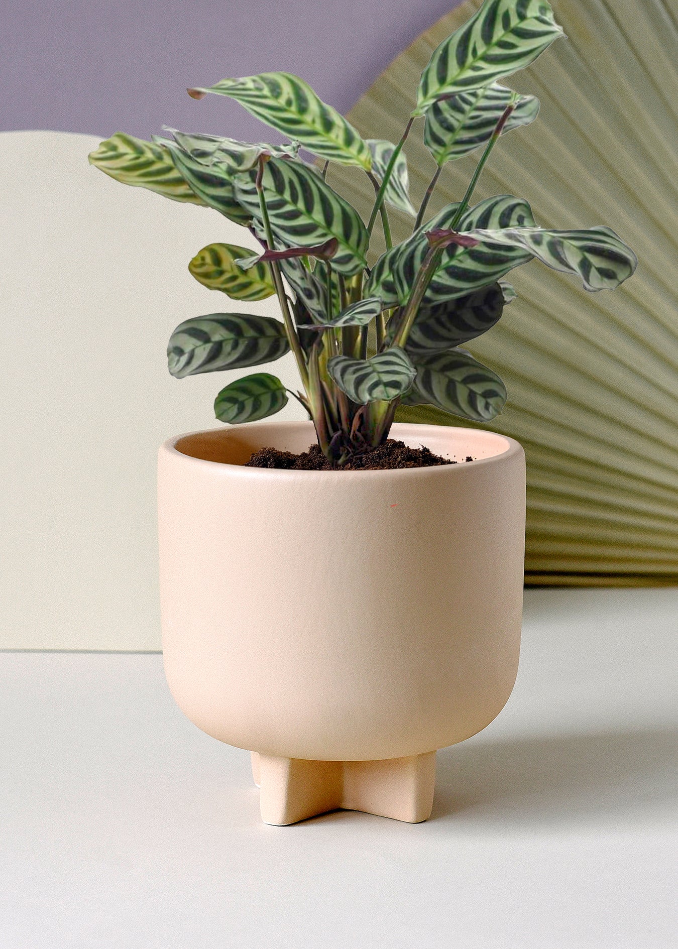 Healthy Ctenanthe peacock