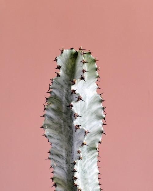 Healthy Euphorbia Ingens Marmorata L