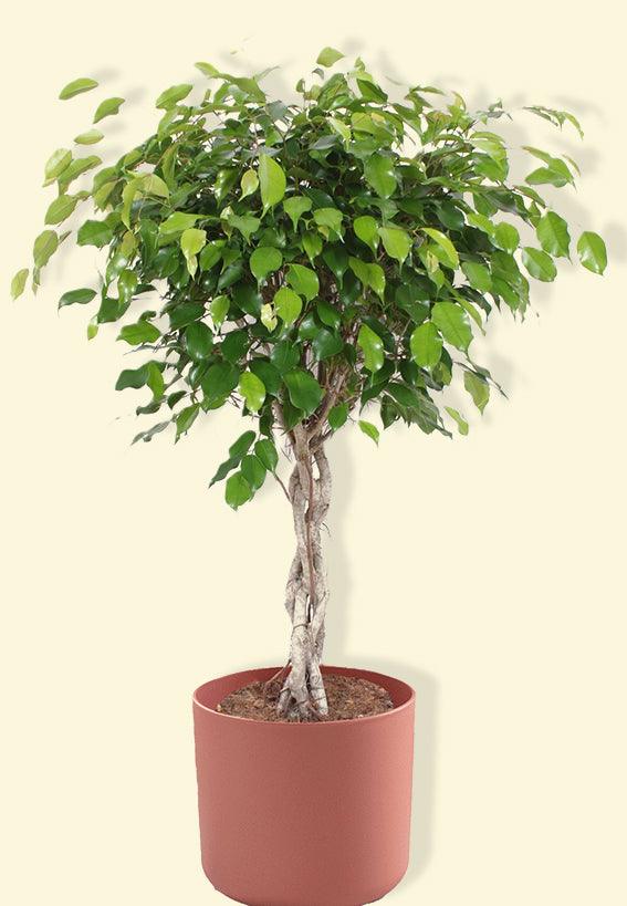 twisted stem indoor plant Ficus Exotica (Twisted Stem) XL by Plant Circle – XL, Approx. 120.0cm