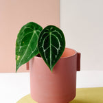 Anthurium Forgetti Baby -  Plant Circle.