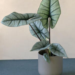 Alocasia 'Platinum' M -  Plant Circle.