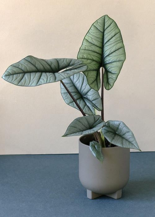 Alocasia 'Platinum' M -  Plant Circle.