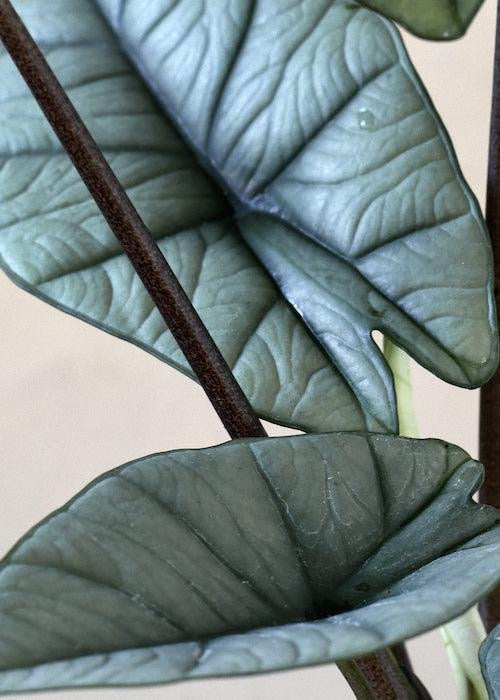 Alocasia 'Platinum' M -  Plant Circle.