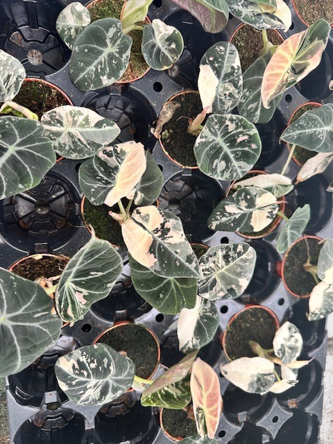 Rare Baby Alocasia Black Velvet Pink Albo Variegated by Plant Circle -  Plant Circle.