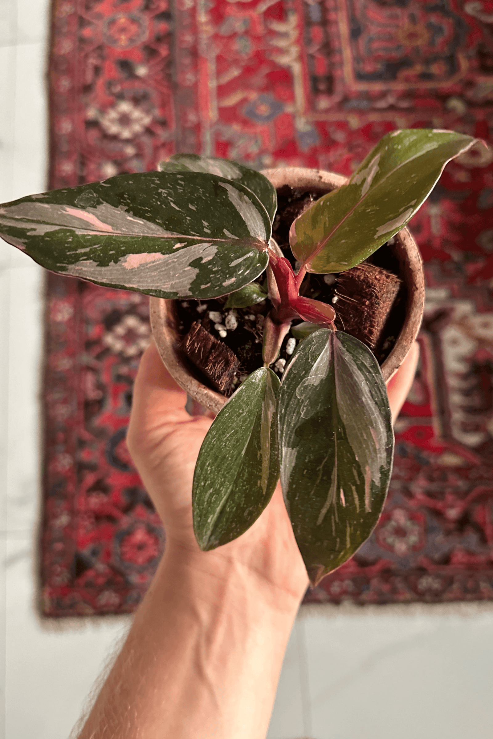 Healthy Philodendron Pink Princess Marble Baby by Plant Circle – Baby, Approx. 12.0cm height by Plant Circle – 6.0cm Pot. A perfect philodendron pink princess marble baby by plant circle – baby, approx. 12.0cm height by plant circle – 6.0cm pot for your indoor houseplant collection.