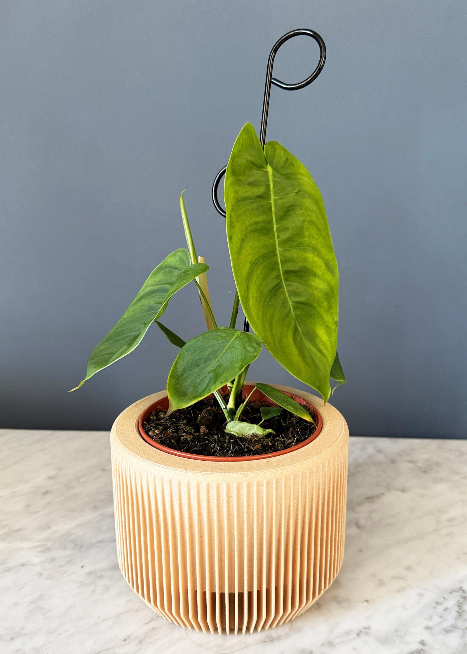 Philodendron Sharoniae by Plant Circle -  Plant Circle.