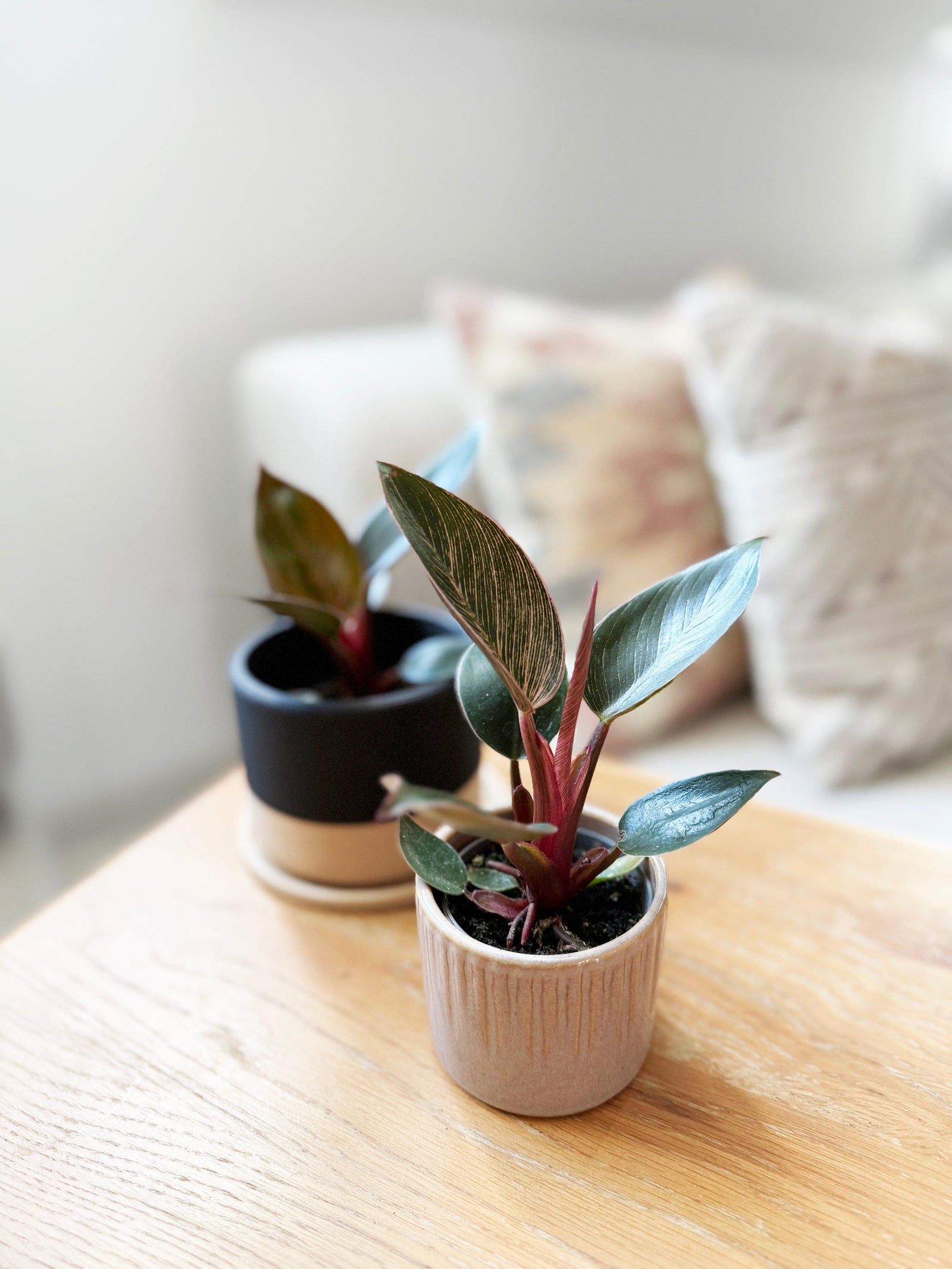 Philodendron 'Birkin Pink' aka 'Pink Bikini' by Plant Circle -  Plant Circle.